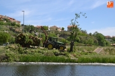 Foto 3 - Continúa la macrotala de árboles, ahora también en la isla de El Picón
