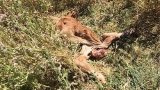 Los buitres acaban con un ternero de tres días en Sardón de los Álamos
