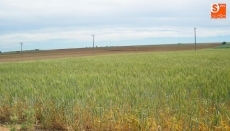 La cosecha de cereales en Salamanca será catastrófica 
