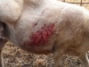 Foto 2 - Nuevo ataque de cánidos en Olmedo de Camaces con varias ovejas heridas de gravedad