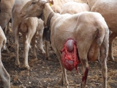 Foto 4 - Nuevo ataque de cánidos en Olmedo de Camaces con varias ovejas heridas de gravedad