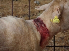 Foto 3 - Nuevo ataque de cánidos en Olmedo de Camaces con varias ovejas heridas de gravedad