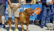 Foto 3 - El concurso canino cuenta con la participación de 65 perros