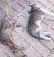 PACMA denuncia la mutilación y masacre de gatos en El Rollo