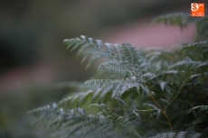 Pico Cervero, un lugar para perderse en la naturaleza