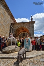 El Marrano de San Antón ya pasea por las calles albercanas 