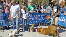 El concurso canino cuenta con la participaci&oacute;n de 65 perros