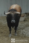 Foto 2 - Los toros salmantinos de Garcigrande ya pisan tierras navarras para San Fermín 