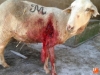 Foto 2 - El lobo reaparece en Olmedo de Camaces y deja una oveja muerta y varias heridas