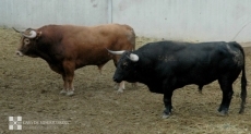 Foto 4 - Los toros salmantinos de Garcigrande ya pisan tierras navarras para San Fermín 