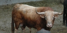 Foto 3 - Los toros salmantinos de Garcigrande ya pisan tierras navarras para San Fermín 