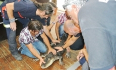 Foto 5 - Los Bomberos de la provincia realizan un curso de tratamiento de reptiles