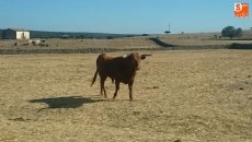 Foto 5 - Cerca de 60 vecinos dan el ‘visto bueno’ a los toros de San Roque