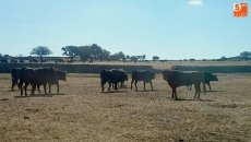 Foto 4 - Cerca de 60 vecinos dan el ‘visto bueno’ a los toros de San Roque
