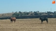 Foto 3 - Cerca de 60 vecinos dan el ‘visto bueno’ a los toros de San Roque