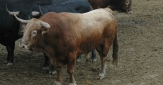 Los toros salmantinos de Garcigrande ya pisan tierras navarras para San Ferm&iacute;n 