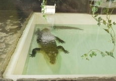 El CC El Tormes acoge desde hoy la exposición La fauna reptiliana con más de 150 reptiles...