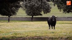 La tradición taurina de Cantalpino lleva a ‘Capea’ a pregonar sus fiestas