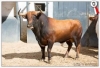 Foto 2 - Listos los toros de Lagunajanda para López Chaves en Las Ventas