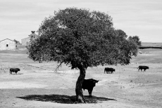 Foto 3 - Aficionados a los toros promueven una asociación en defensa de la ‘Fiesta’