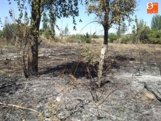 Foto 4 - Extinguido un incendio que se acercó a las casas de Pelabravo