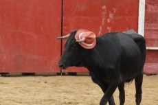 Foto 6 - La Guardia Civil ordena sedar a un toro fugado en el encierro campero de Cantalpino