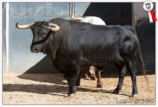 Foto 6 - Listos los toros de Lagunajanda para López Chaves en Las Ventas
