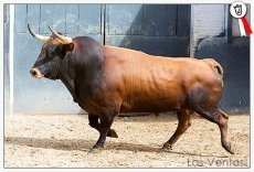Foto 5 - Listos los toros de Lagunajanda para López Chaves en Las Ventas