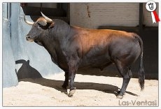 Foto 4 - Listos los toros de Lagunajanda para López Chaves en Las Ventas