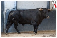 Foto 3 - Listos los toros de Lagunajanda para López Chaves en Las Ventas
