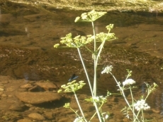Nadar... Salva tu vida