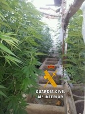 La Guardia Civil localiza una plantación de marihuana en Horcajo Medianero