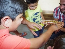 El domingo concluye la exposición para visitar varios animales reptilianos