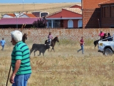 Encierro a caballo tranquilo tras acorralar de inmediato al toro escapado 