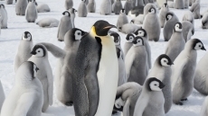 ¿Monógamos o polígamos?