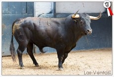 Listos los toros de Lagunajanda para L&oacute;pez Chaves en Las Ventas