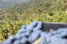 Arranca la vendimia en la Denominación de Origen Sierra de Salamanca