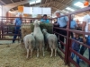 Foto 2 - Los más fotogénicos de la exposición de ganado de Salamaq