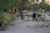 Foto 2 - Cae un árbol de grandes dimensiones sobre el primer parking de La Pesquera