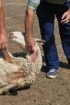 Foto 2 - El lobo vuelve a atacar en Olmedo de Camaces y deja un carnero muerto y cinco ovejas heridas