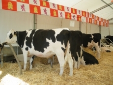 Foto 4 - "Espero que los ganaderos de leche sí tengamos futuro"