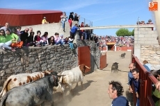 Foto 4 - Vibrante primer encierro de las fiestas con novillos de Ignacio López-Chaves