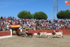 Foto 3 - Vibrante primer encierro de las fiestas con novillos de Ignacio López-Chaves