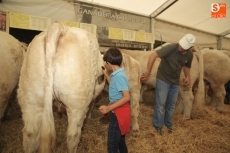 Foto 6 - Afanado en la labor de ayudar a preparar al ganado