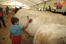 Foto 5 - Afanado en la labor de ayudar a preparar al ganado