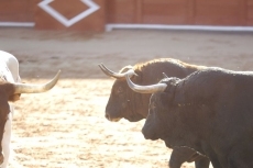 Foto 6 - Garcigrande, aplaudida en el desenjaule, y pitos para los toros de El Puerto de San Lorenzo