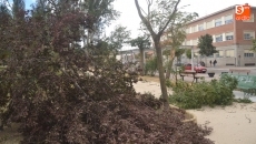Foto 6 - El fuerte viento provoca en Peñaranda cuantiosos destrozos en las zonas verdes