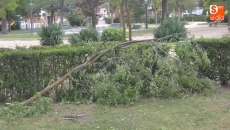 Foto 5 - El fuerte viento provoca en Peñaranda cuantiosos destrozos en las zonas verdes