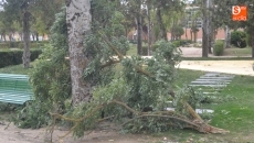 Foto 4 - El fuerte viento provoca en Peñaranda cuantiosos destrozos en las zonas verdes