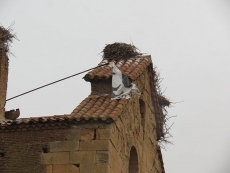 Foto 6 - El fuerte viento derriba el nido de cigüeñas que permanecía en la espadaña de la iglesia